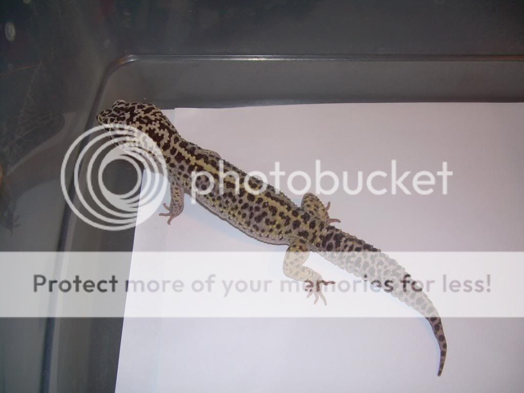 leopardgeckos004.jpg