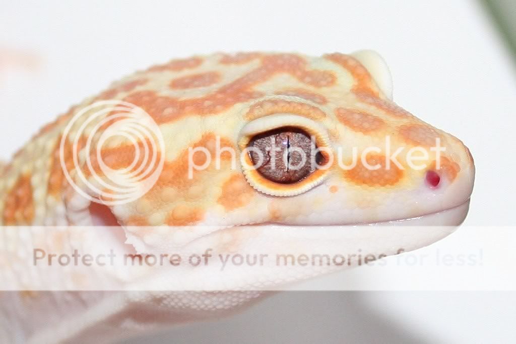 geckobreederupdates022.jpg