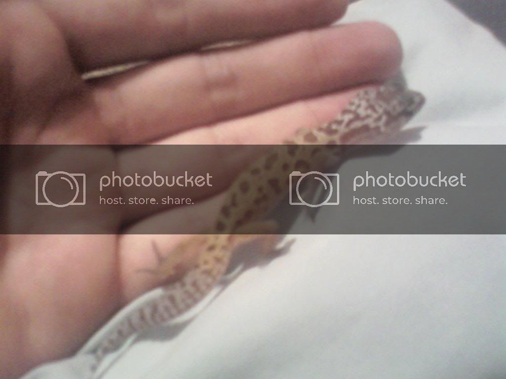 newgecko.jpg