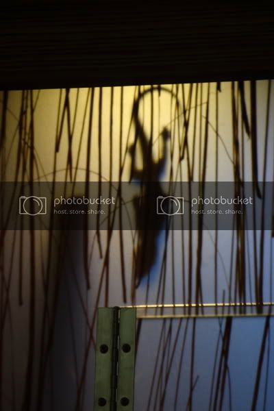 CRW_11.jpg