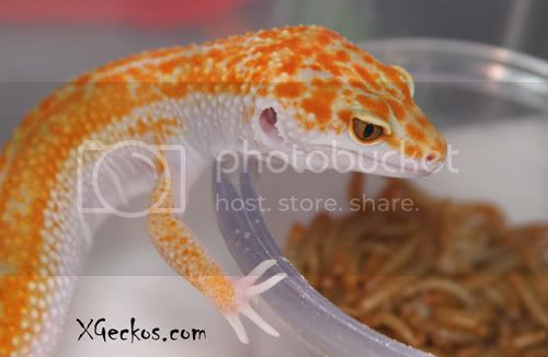 IMG_4187elettricenigma.jpg