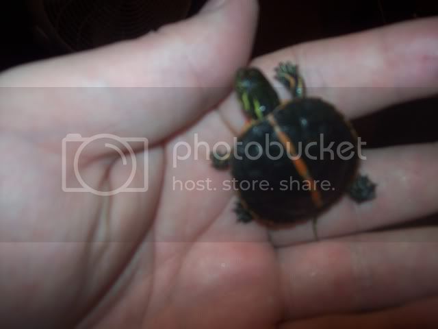 paintedturtle010.jpg