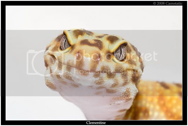 Clementine5.jpg