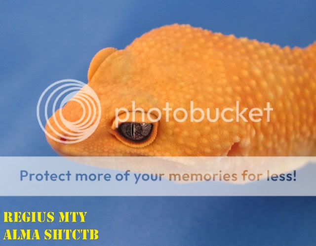 GeckosCol2.jpg
