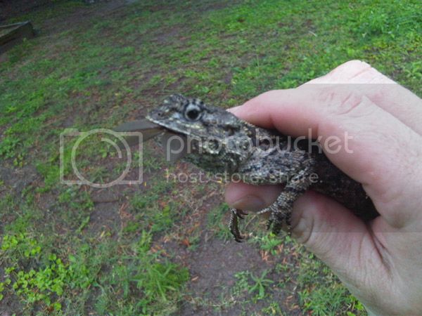 agama01.jpg