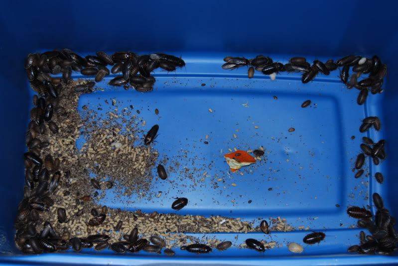 Roaches006.jpg