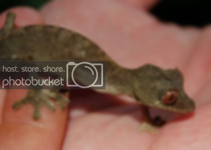 Female_15-gravid.jpg