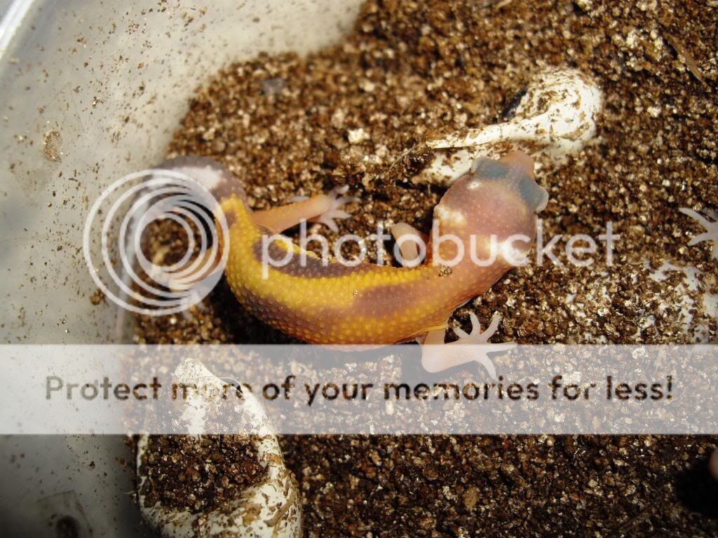 IMGP1179.jpg