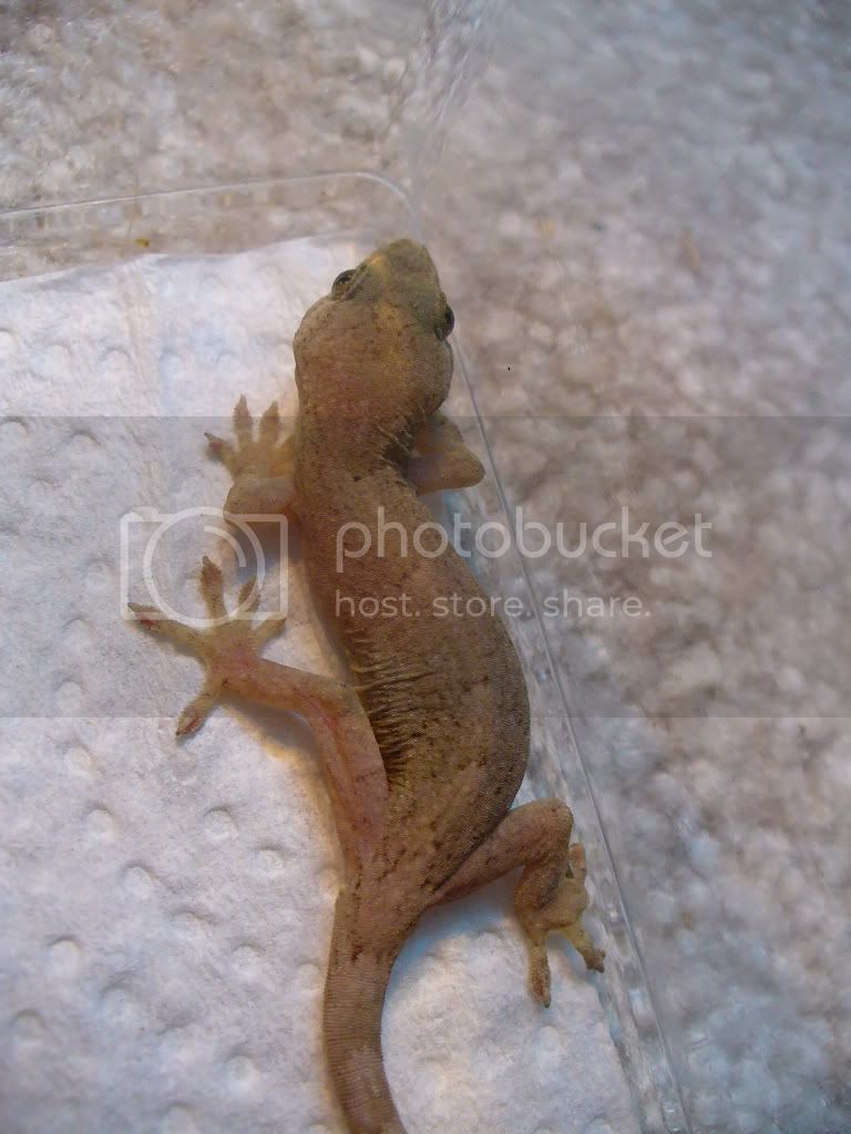 LeosJapanesegeckoMarch2509021.jpg