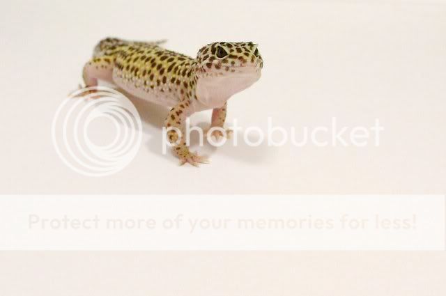 Leopard_Gecko_by_thewolvencanine-1.jpg