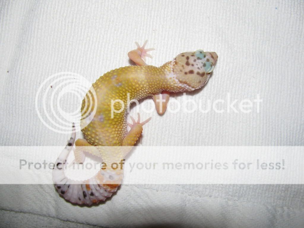 bebegeckos021.jpg