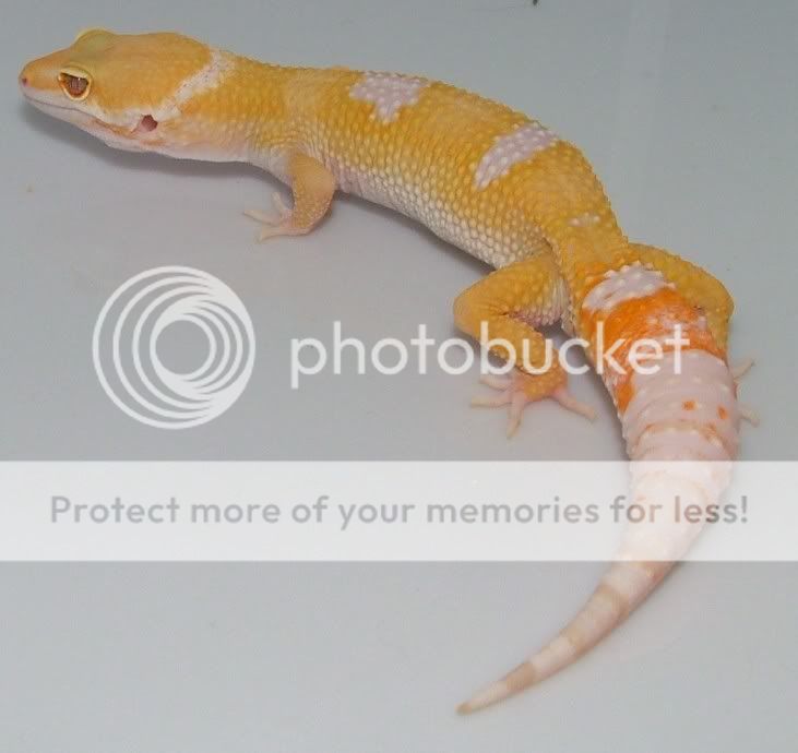 GeckoHatchlings07134.jpg