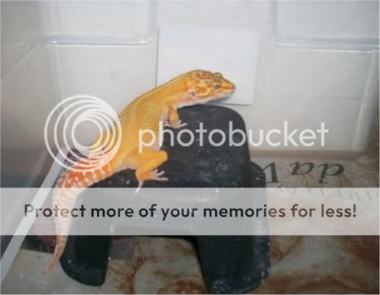 geckos2029.jpg