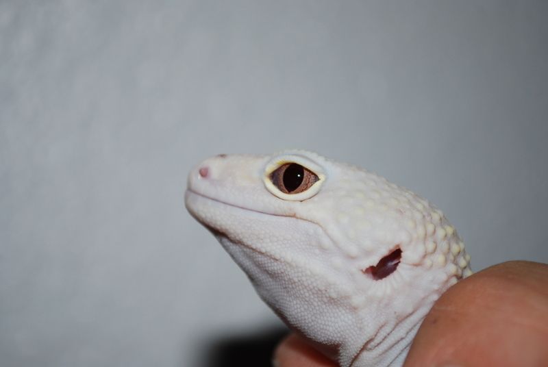 geckos037ps3.jpg