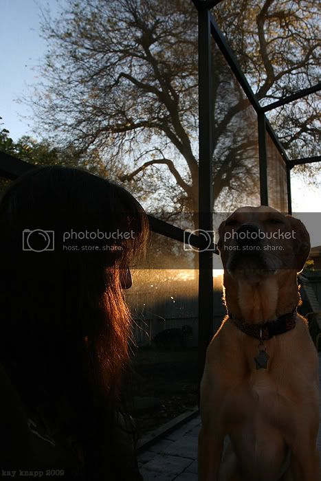 dogzfeb12.jpg