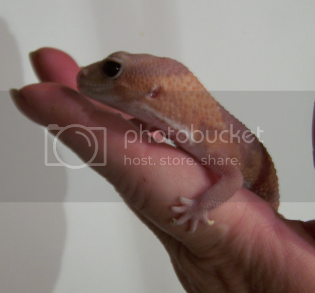 inhand1.png