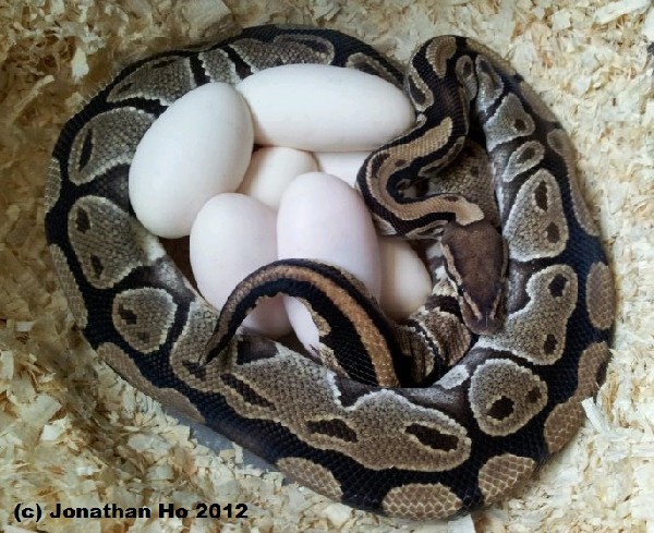 431laid7-29-2012-med.jpg