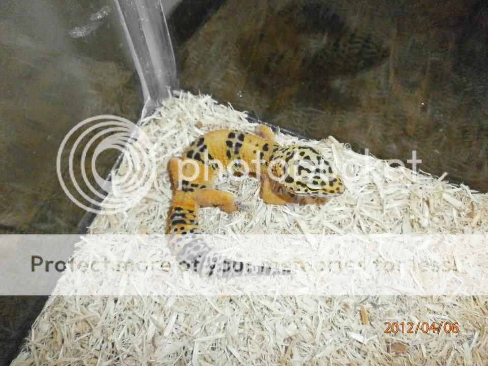 gecko1.jpg