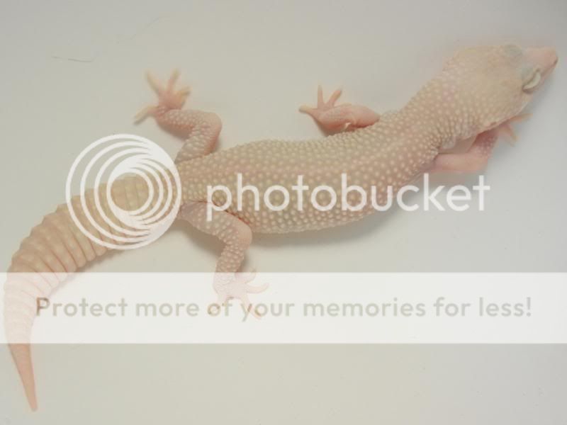 GeckosAugust2011027.jpg