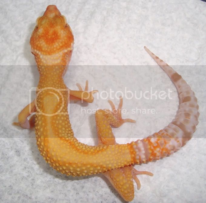 TremperEnigma_F.jpg