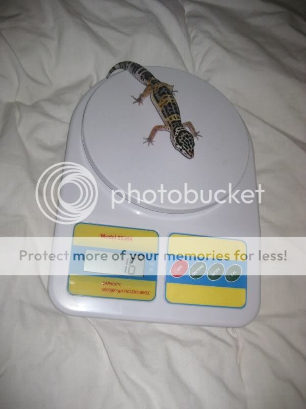 kidsandpets09102.jpg