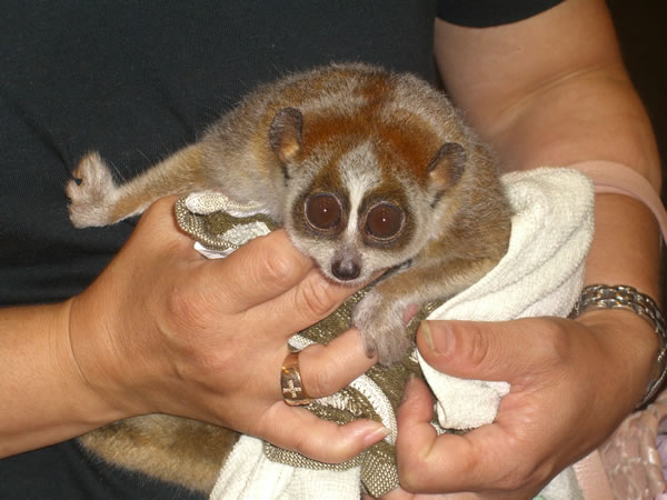 slow_loris3_600.jpg