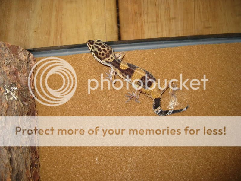 04192009001-1.jpg