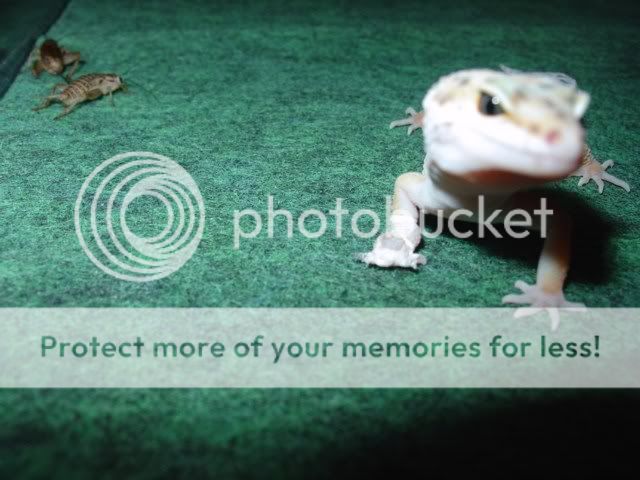 birthdayandleopardgecko032.jpg