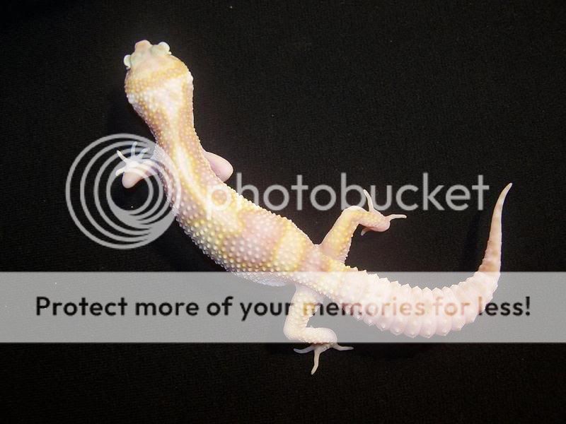 HembraC48MackSnowRAPTOR1.jpg