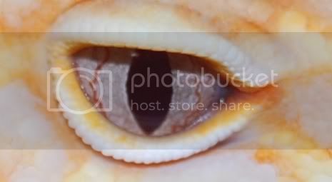 eyes6.jpg