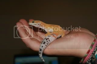 geckos016.jpg