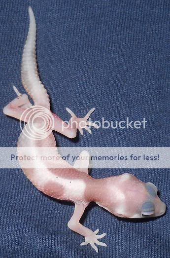 hatchling911111.jpg