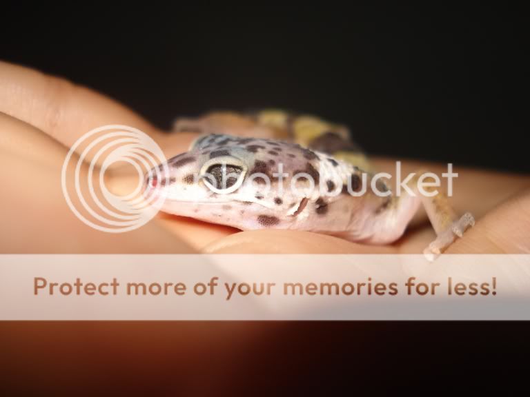 gecko007.jpg