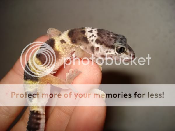 gecko057.jpg
