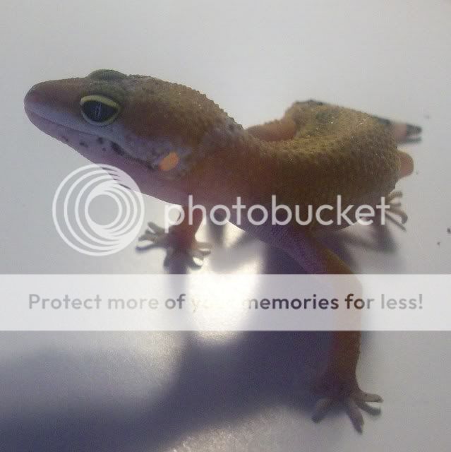 Mygeckos018.jpg