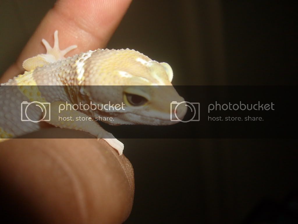 cresties013-1.jpg