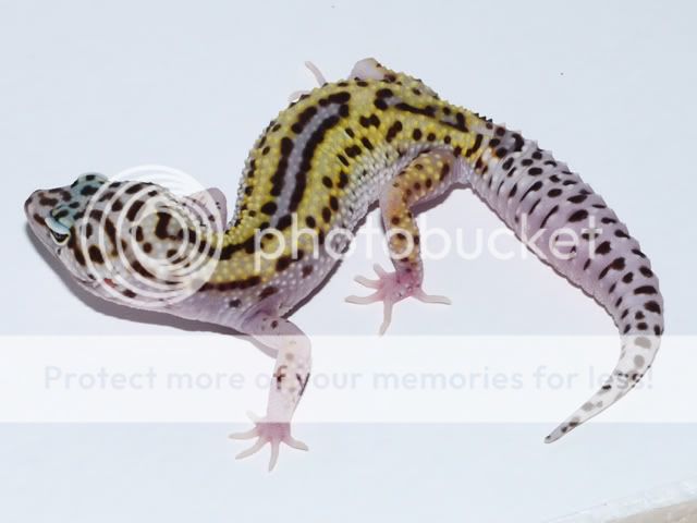 gecko-8.jpg