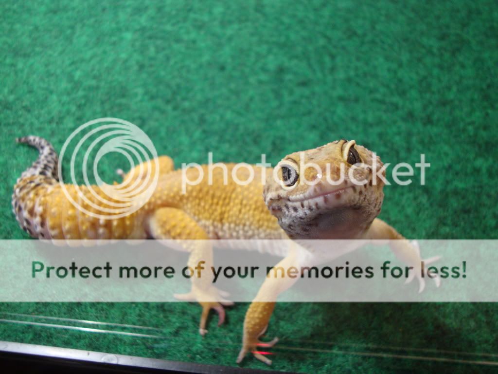 Geckos059.jpg