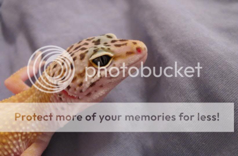Leopardgeckos141-1.jpg
