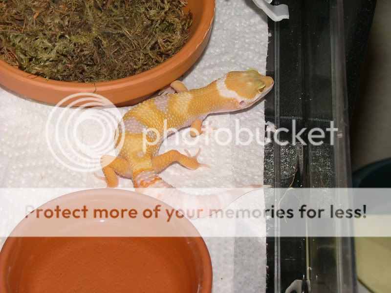 Gecko007.jpg