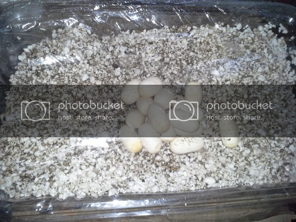 20130429_180010_zps8d450f96.jpg