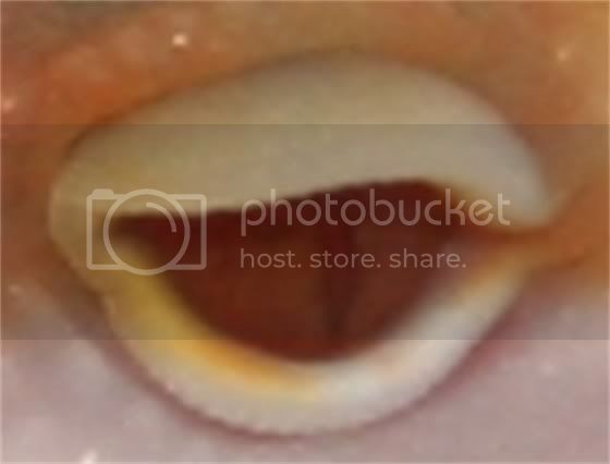 EyeShot.jpg