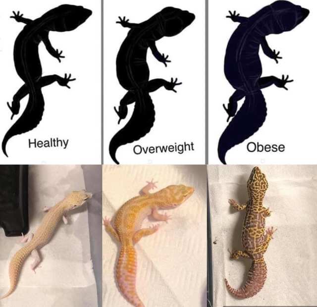 leopard gecko body condition chart