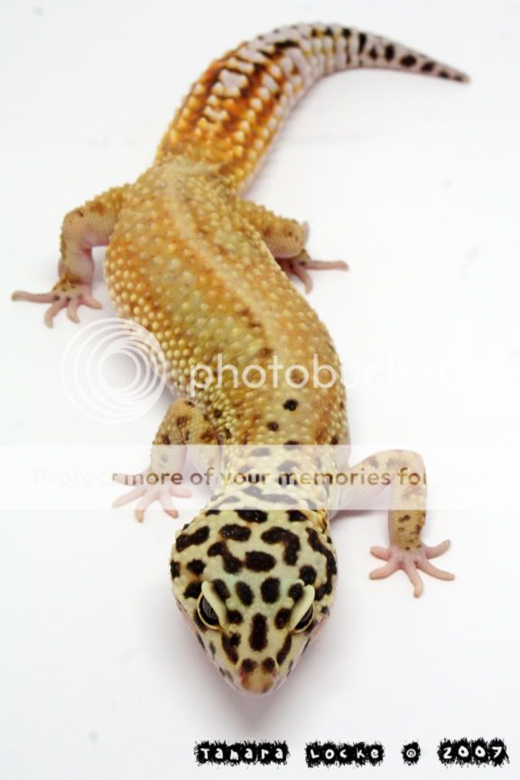 patternlessreversstripeposshetT.jpg