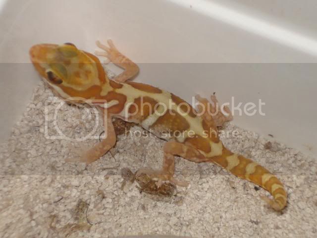 geckoniaenparoedura056.jpg