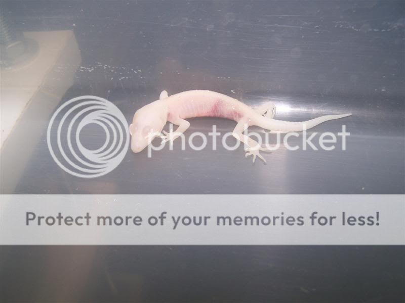 100_2559Medium.jpg