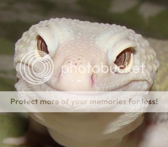 blanco.jpg