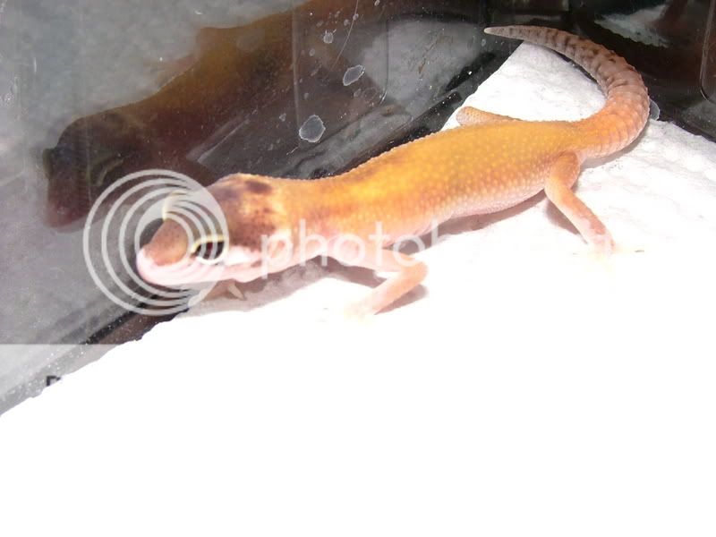 Gecko014.jpg