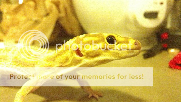 photobucket-1245-1354676557078.jpg