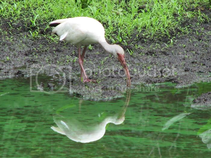 ibis3.jpg
